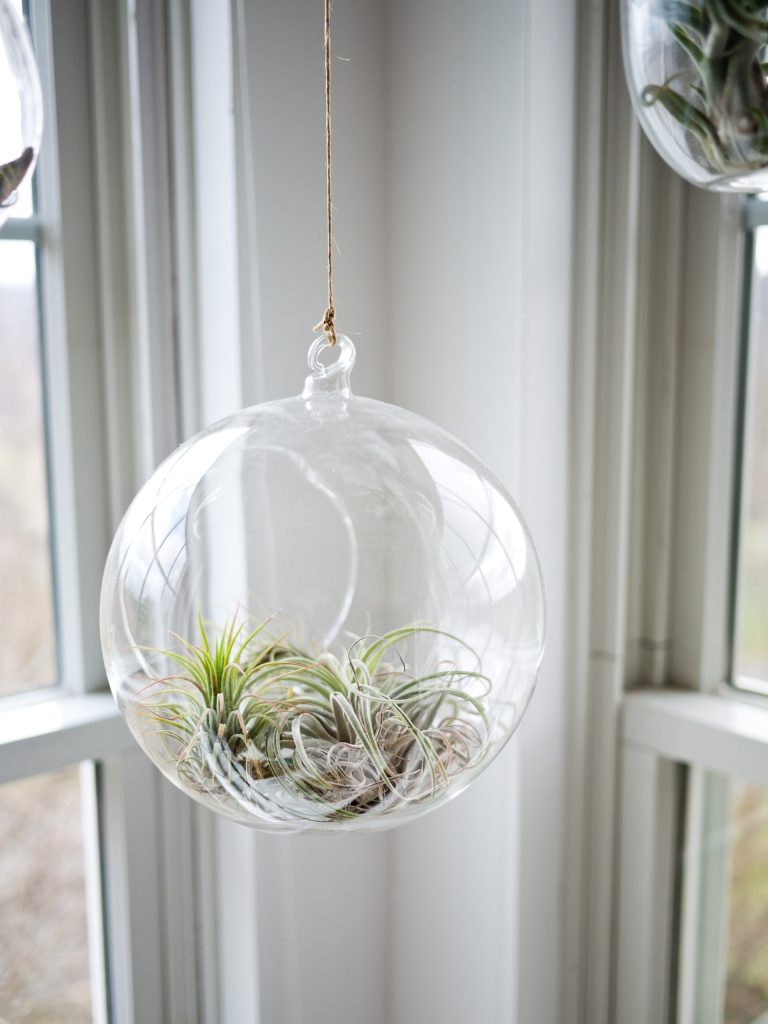 air plant office